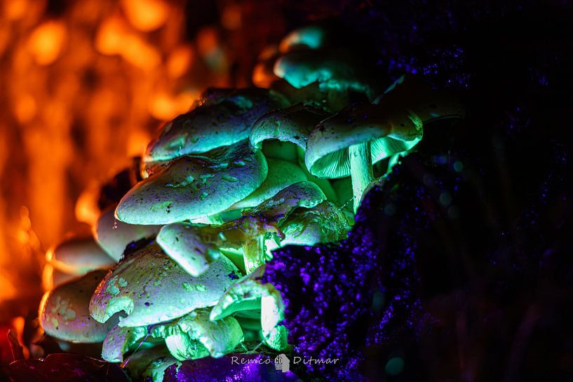 Magic mushrooms from a fairy tale by Remco Ditmar