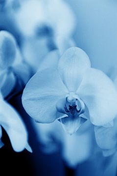 orchidee - 06 van Mariska van Vondelen