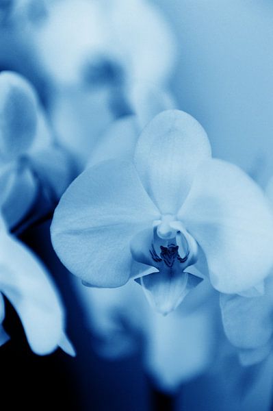 Orchidee - 06 von Mariska van Vondelen