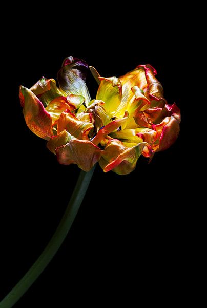 Tulip in decline by Klaartje Majoor