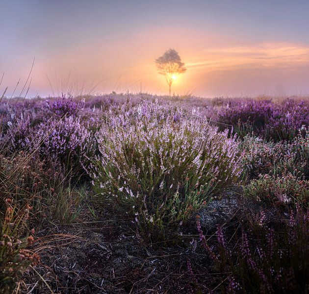 Purple flowering heather on the Veluwe during sunrise by Fotografiecor .nl