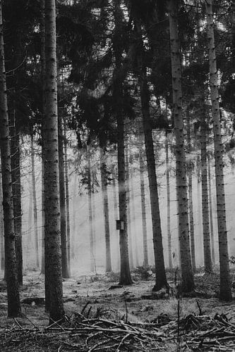 Zonnestralen door het bos bij Junne