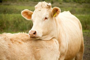 Rustende of verliefde koe