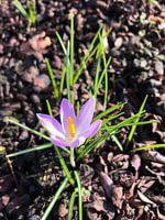 Krokus
