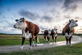 Cows on the Zeeland Crown Land