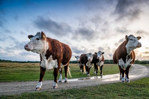 Des vaches sur les terrains de Vroon en Zélande