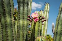 Flowering cacti in Western Australia