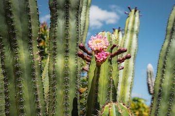 Bloeiende cactussen in West-Australië van Karlijn Meulman