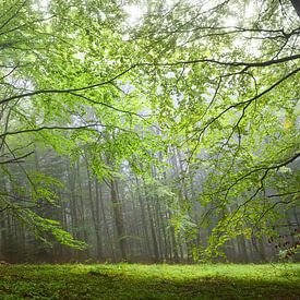 Mystery Carpathians wood by AS Photography