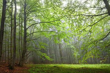 Mystery Carpathians wood