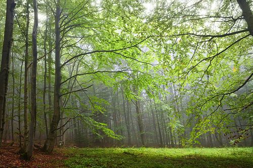 Mysterium Karpatenholz