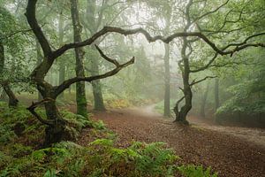 Skurrile Bäume in einer bezaubernden und geheimnisvollen Waldlandschaft