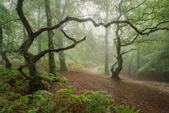 Skurrile Bäume in einer bezaubernden und geheimnisvollen Waldlandschaft