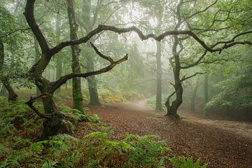 Grillige bomen in een betoverend en mysterieus boslandschap