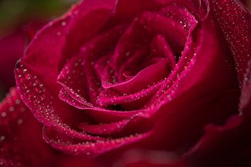 Eine rote Rose mit Wassertröpfchen von Jefra Creations
