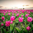 Champs de floraison des tulipes rouges pendant le coucher du soleil en Hollande par Sjoerd van der Wal Photographie Aperçu