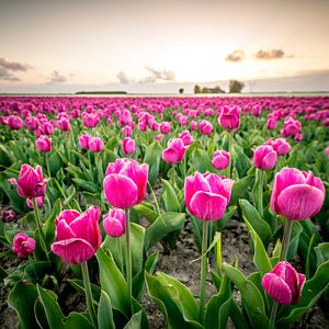 Fields of blooming red tulips during sunset in Holland