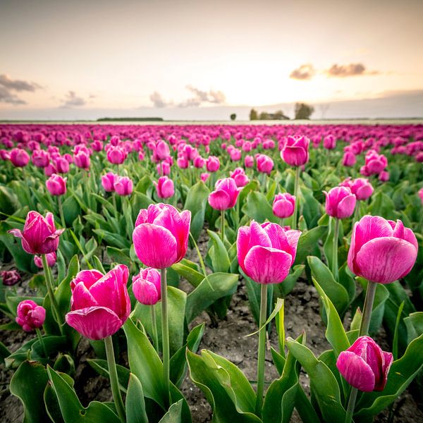 Felder der blühenden roten Tulpen während des Sonnenuntergangs in Holland von Sjoerd van der Wal Fotografie