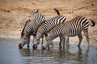 Zebras at the waterhole, Hwange National Park, Zimbabwe