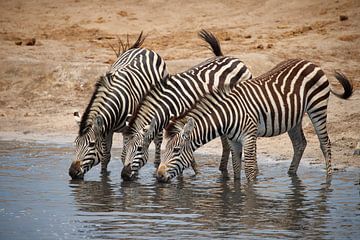 Zebra's bij de waterpoel, Hwange National Park, Zimbabwe van Marco Kost