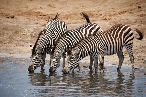 Zebras am Wasserloch, Hwange Nationalpark, Simbabwe