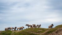 Les chevaux de Konik dans les dunes de Texel.