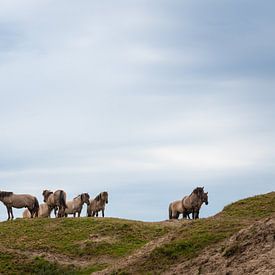 Les chevaux de Konik dans les dunes de Texel. sur Laurents ten Voorde