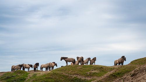 Konik paarden in de duinen van Texel.