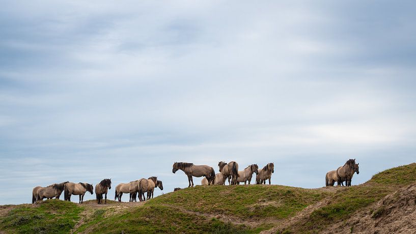 Les chevaux de Konik dans les dunes de Texel. par Laurents ten Voorde