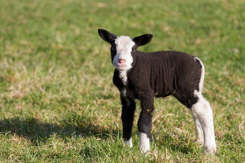Black and White Lamb by Charlene van Koesveld