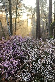 Blühende Heide im Wald von Bobsphotography