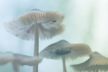 Mushroom by Carolina Roepers