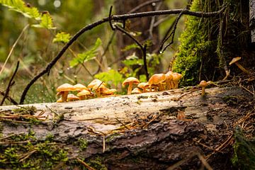 Paddestoelen van Hans Aanen