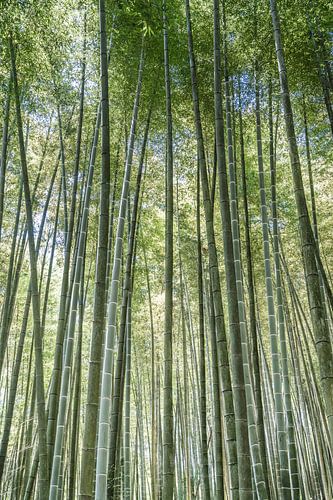 Bamboebos in China