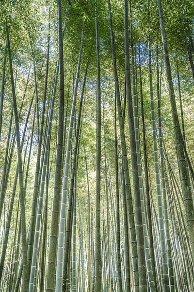 Bambuswald in China von Photolovers reisfotografie