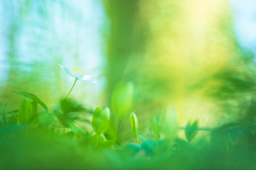 Small landscape by Francis Dost