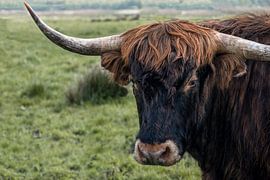 young highlander by Hanneke Luit