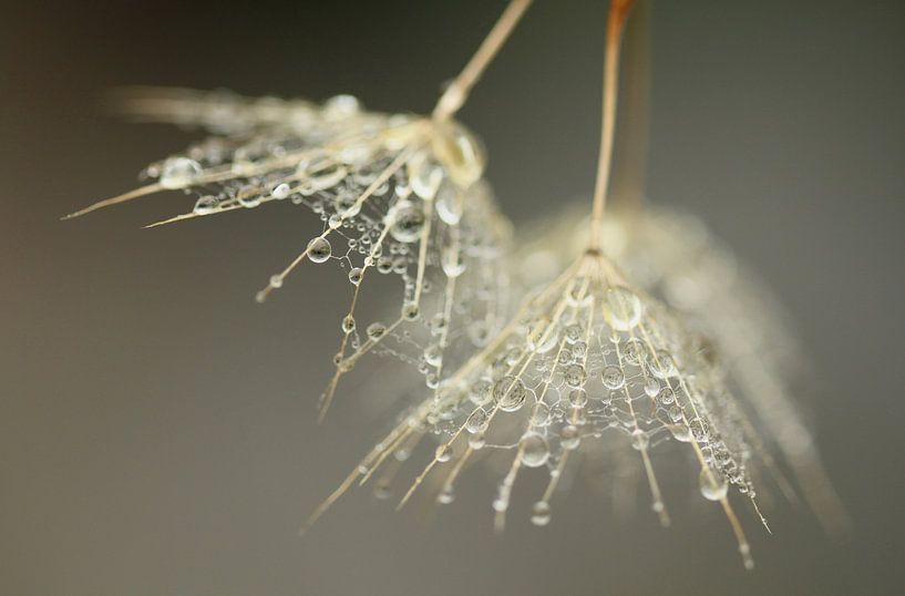 Gele morgenster van Frank Smedts