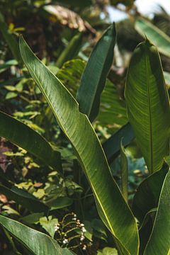 Üppige tropische Pflanze mit grünen Blättern von Troy Wegman
