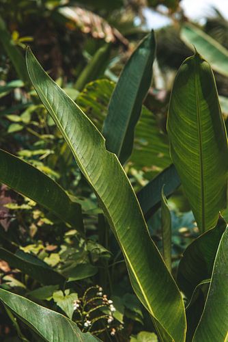 Weelderige Tropische Plant met Groene Bladeren