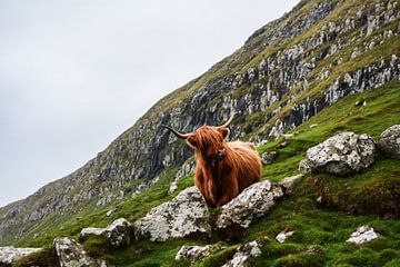 Brown Taurus