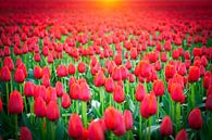 Rode tulpen in een veld tijdens een lente zonsondergang van Sjoerd van der Wal Fotografie thumbnail
