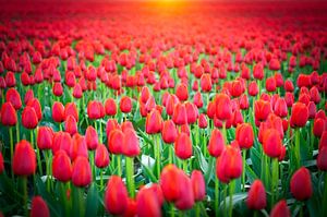 Rote Tulpen in einem Feld während eines Frühlings Sonnenuntergang