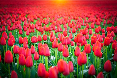 Des tulipes rouges dans un champ pendant un coucher de soleil de printemps.