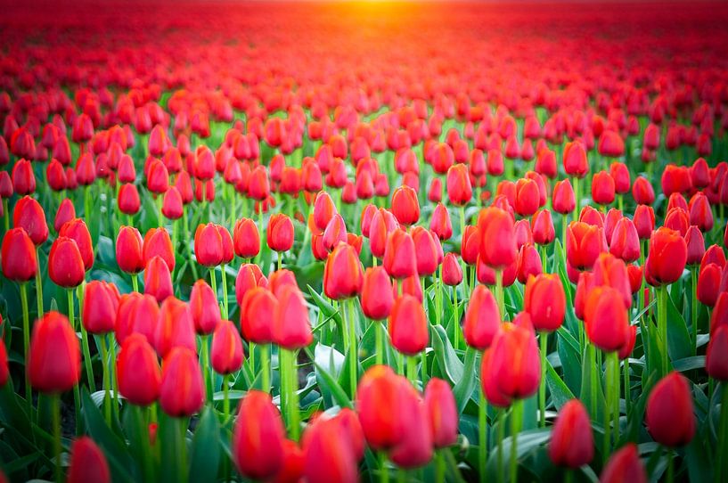 Rode tulpen in een veld tijdens een lente zonsondergang van Sjoerd van der Wal Fotografie
