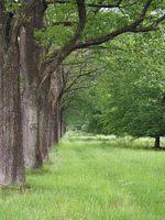 Tree line