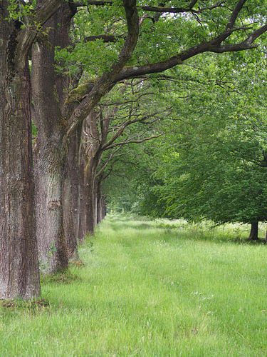 Ligne d'arbre