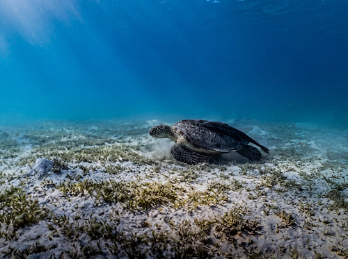 A sea turtle in the vast seagrass meadow