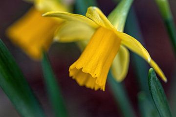 Daffodil by Rob Boon