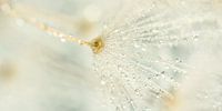 Pastel panorama: Drops on the fluff of the dandelion by Marjolijn van den Berg thumbnail